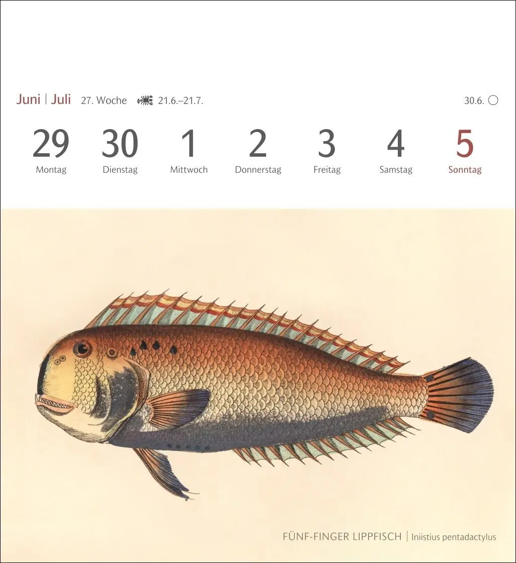 Bild: 9783840037917 | Fische Postkartenkalender 2026 - Postkartenkalender mit 53...