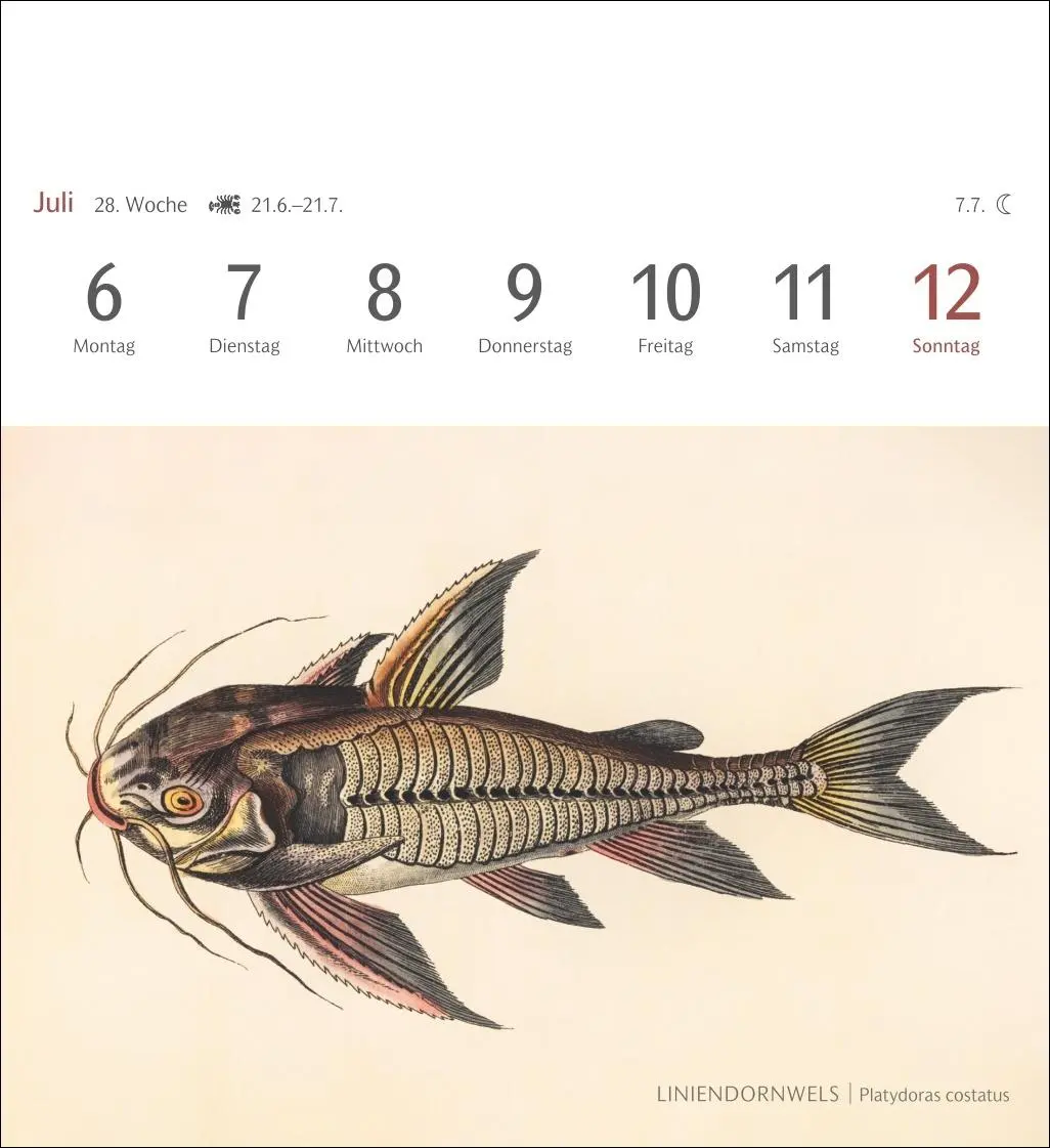 Bild: 9783840037917 | Fische Postkartenkalender 2026 - Postkartenkalender mit 53...