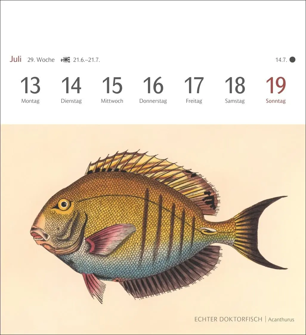 Bild: 9783840037917 | Fische Postkartenkalender 2026 - Postkartenkalender mit 53...