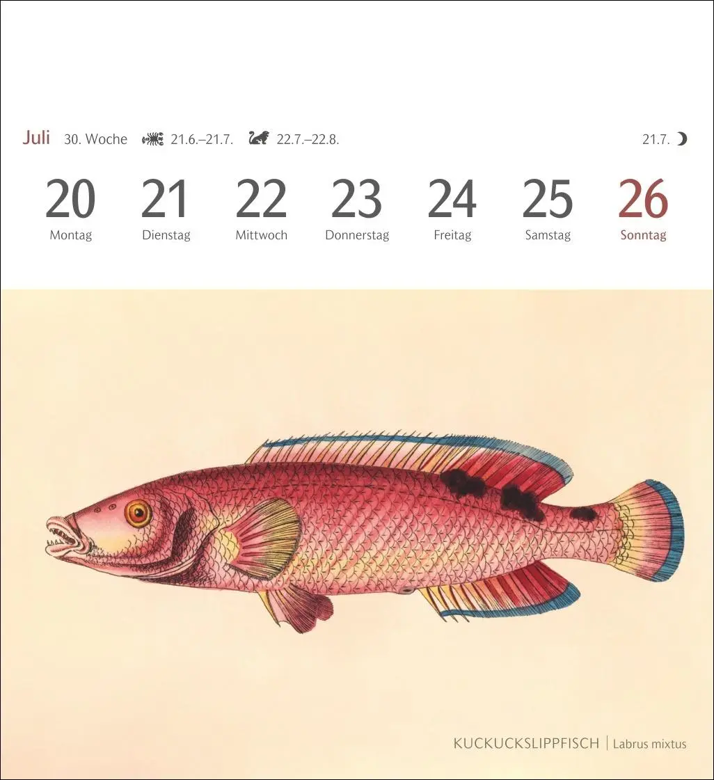 Bild: 9783840037917 | Fische Postkartenkalender 2026 - Postkartenkalender mit 53...