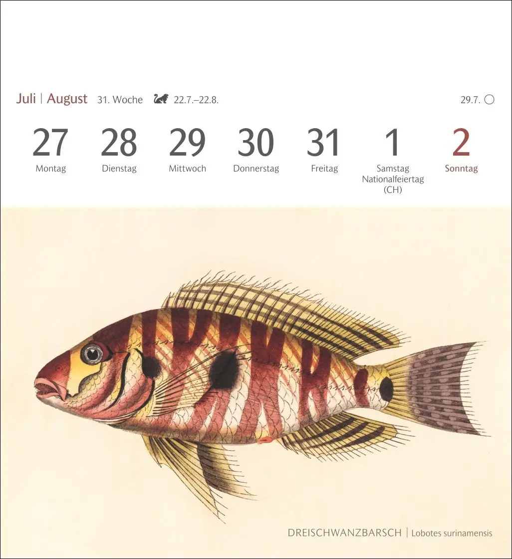 Bild: 9783840037917 | Fische Postkartenkalender 2026 - Postkartenkalender mit 53...