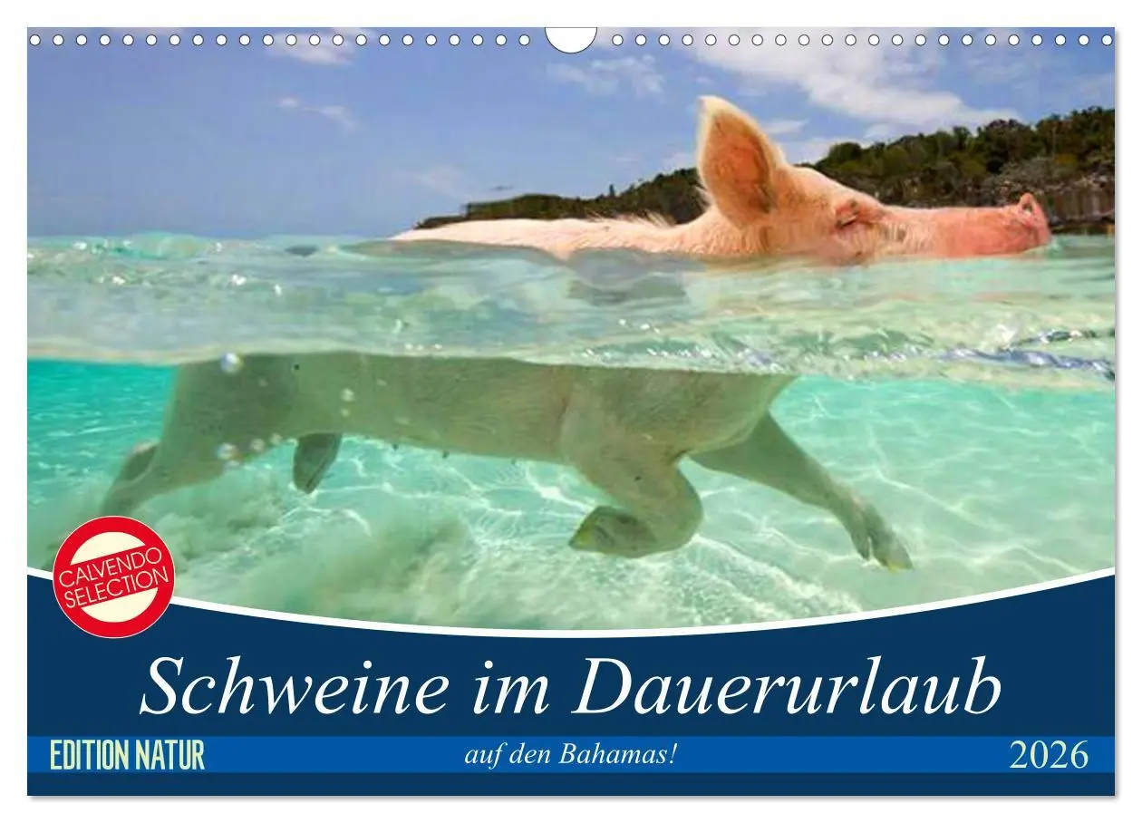Cover: 9783457888117 | Schweine im Dauerurlaub auf den Bahamas! (Wandkalender 2026 DIN A3...