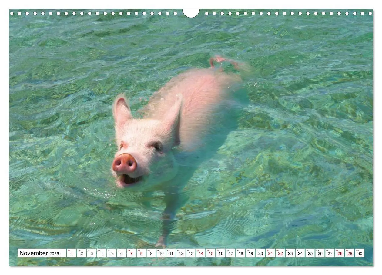 Bild: 9783457888117 | Schweine im Dauerurlaub auf den Bahamas! (Wandkalender 2026 DIN A3...