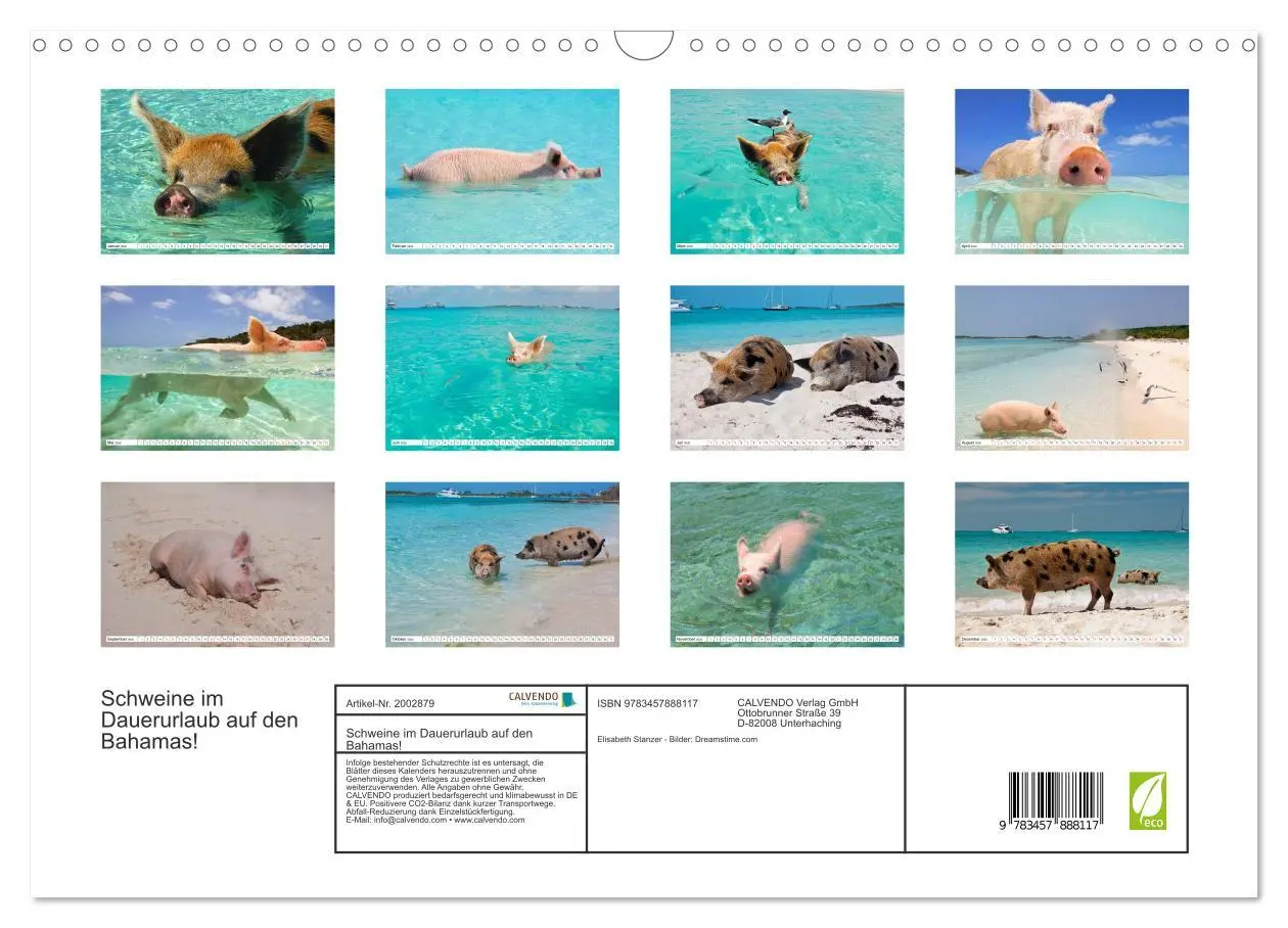 Bild: 9783457888117 | Schweine im Dauerurlaub auf den Bahamas! (Wandkalender 2026 DIN A3...