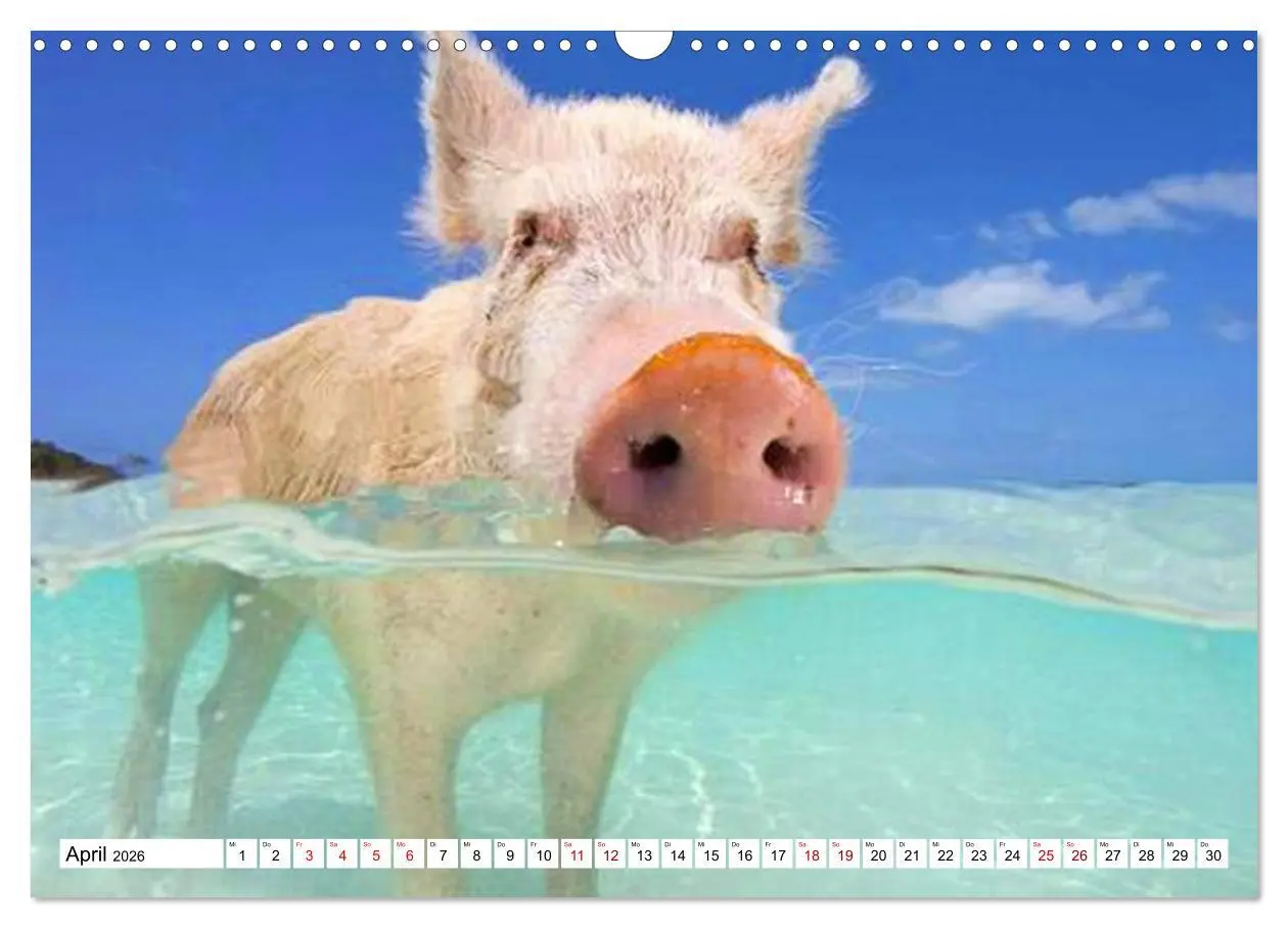 Bild: 9783457888117 | Schweine im Dauerurlaub auf den Bahamas! (Wandkalender 2026 DIN A3...