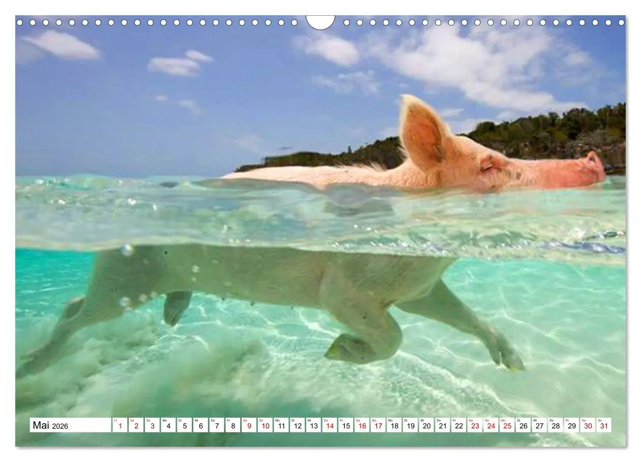 Bild: 9783457888117 | Schweine im Dauerurlaub auf den Bahamas! (Wandkalender 2026 DIN A3...