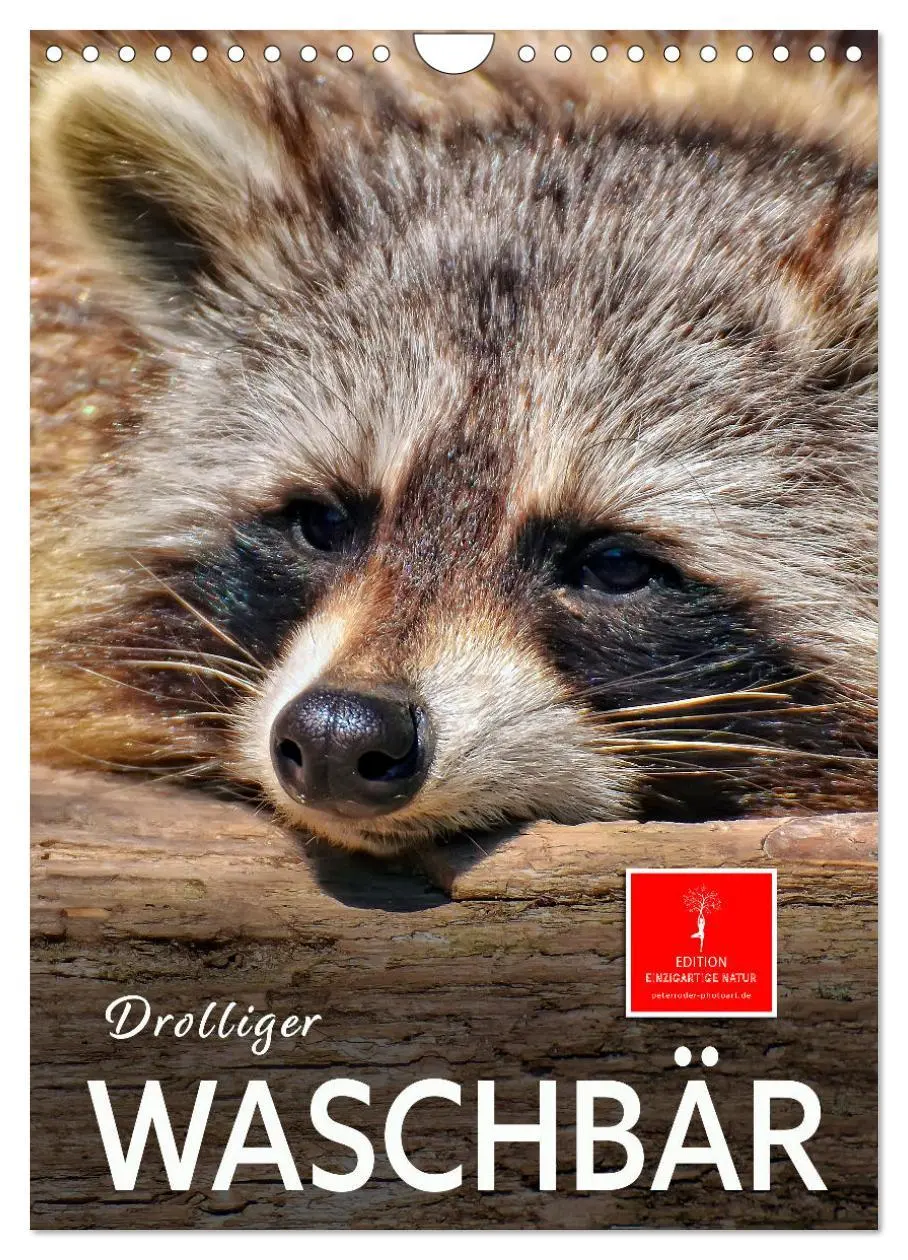 Cover: 9783516348217 | Drolliger Waschbär (Wandkalender 2026 DIN A4 hoch), CALVENDO...