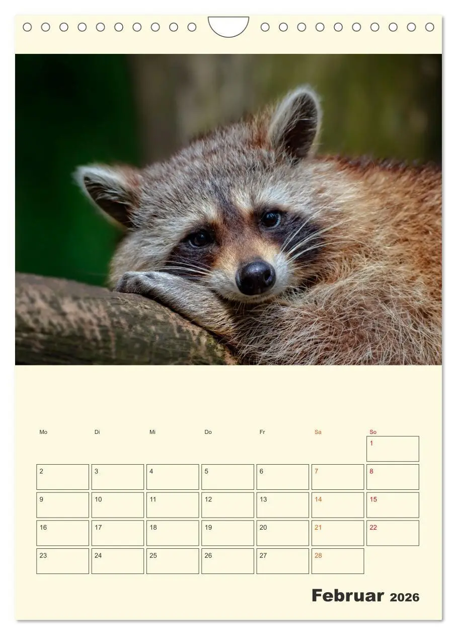 Bild: 9783516348217 | Drolliger Waschbär (Wandkalender 2026 DIN A4 hoch), CALVENDO...