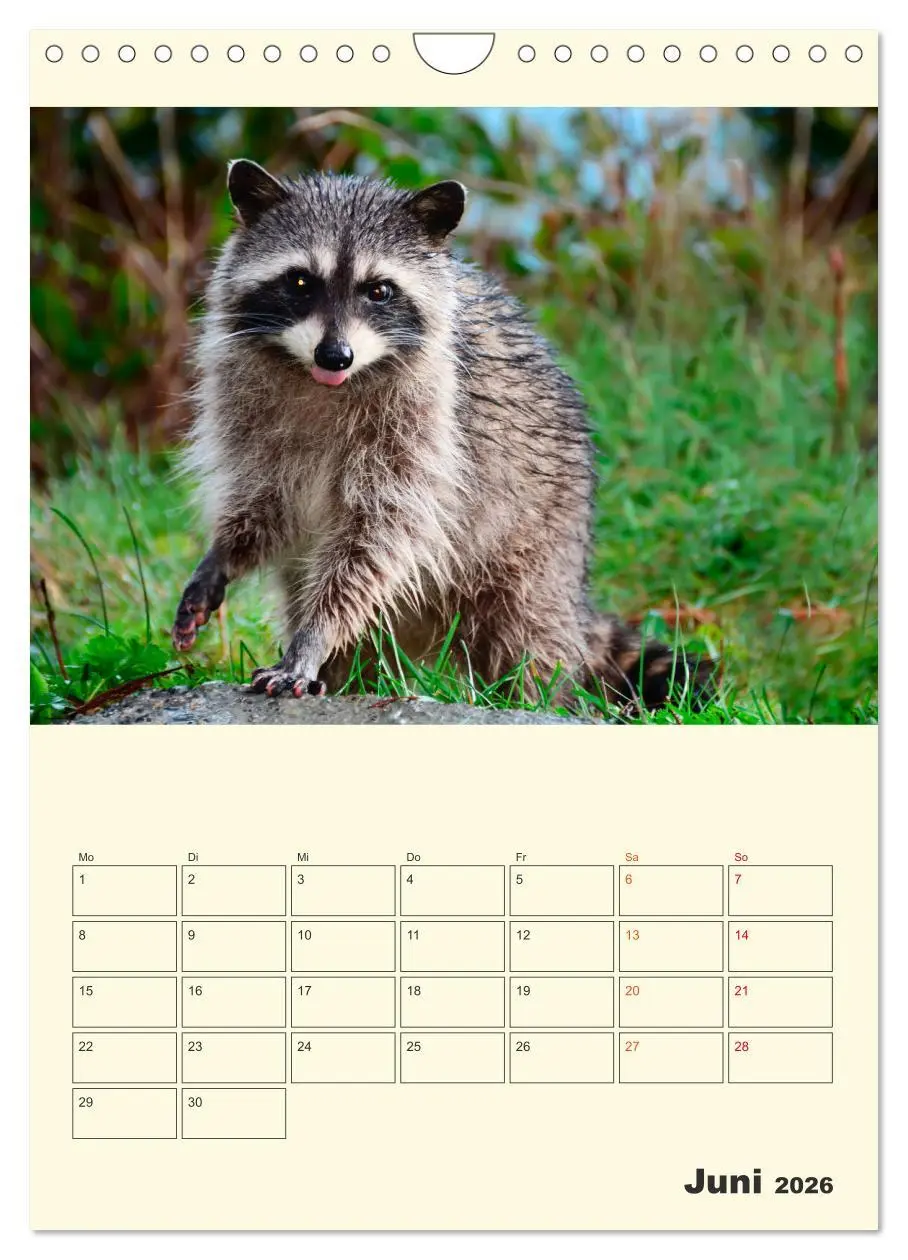 Bild: 9783516348217 | Drolliger Waschbär (Wandkalender 2026 DIN A4 hoch), CALVENDO...