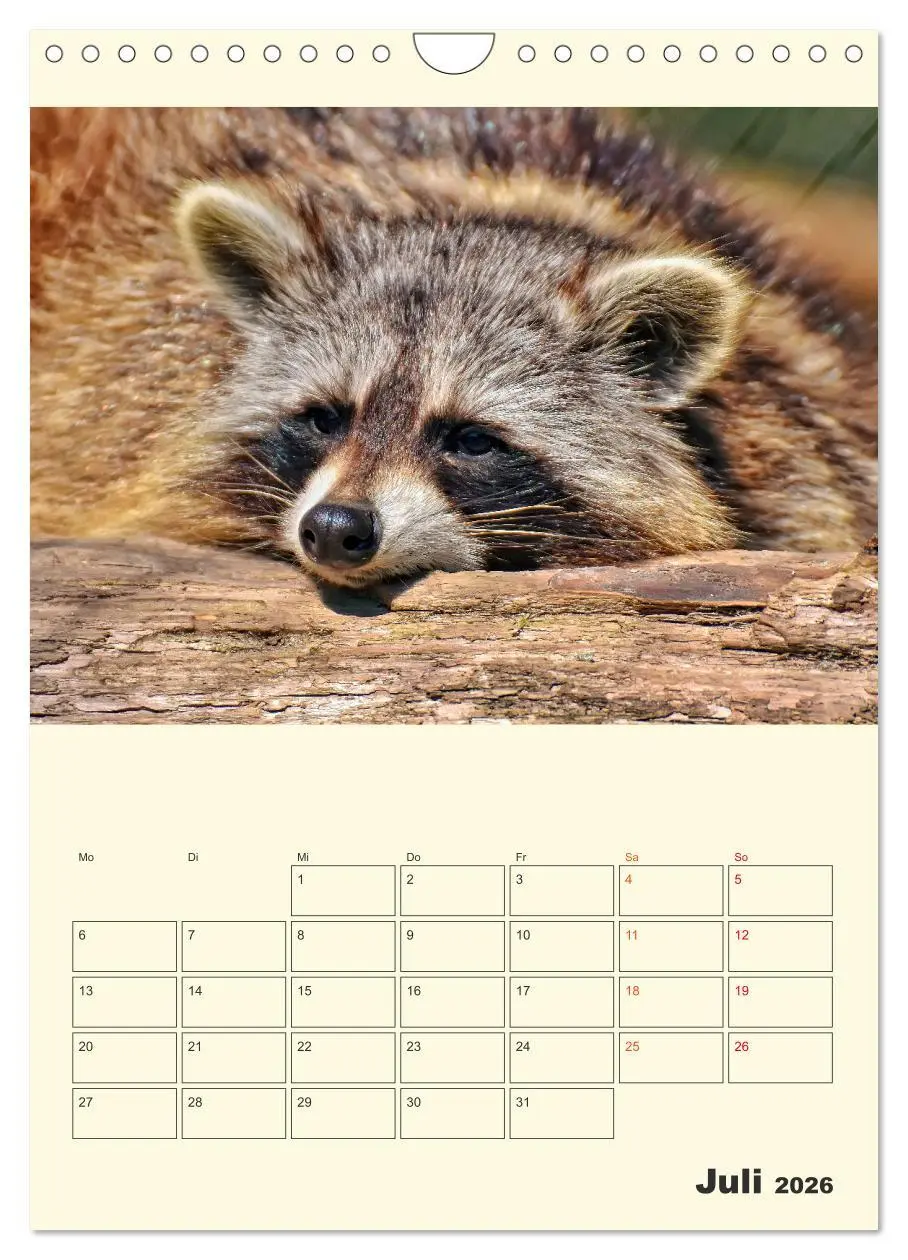 Bild: 9783516348217 | Drolliger Waschbär (Wandkalender 2026 DIN A4 hoch), CALVENDO...