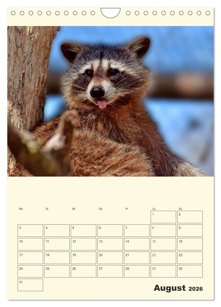 Bild: 9783516348217 | Drolliger Waschbär (Wandkalender 2026 DIN A4 hoch), CALVENDO...