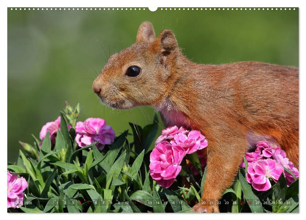 Bild: 9783457928417 | Eichhörnchen in zauberhaften Posen (Wandkalender 2026 DIN A2 quer),...