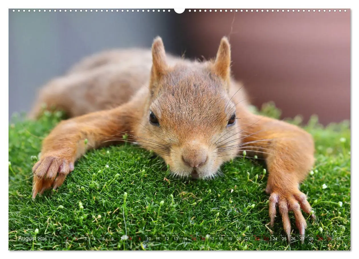 Bild: 9783457928417 | Eichhörnchen in zauberhaften Posen (Wandkalender 2026 DIN A2 quer),...