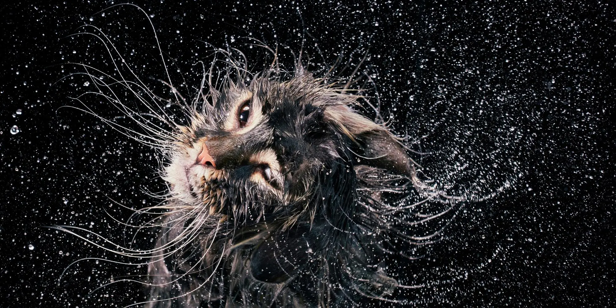 Bild: 9783957288417 | Katzen | Tim Flach | Buch | 336 S. | Deutsch | 2025