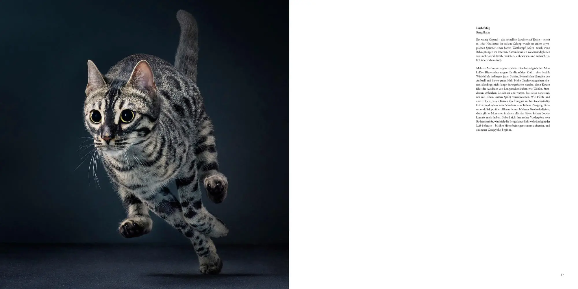Bild: 9783957288417 | Katzen | Tim Flach | Buch | 336 S. | Deutsch | 2025