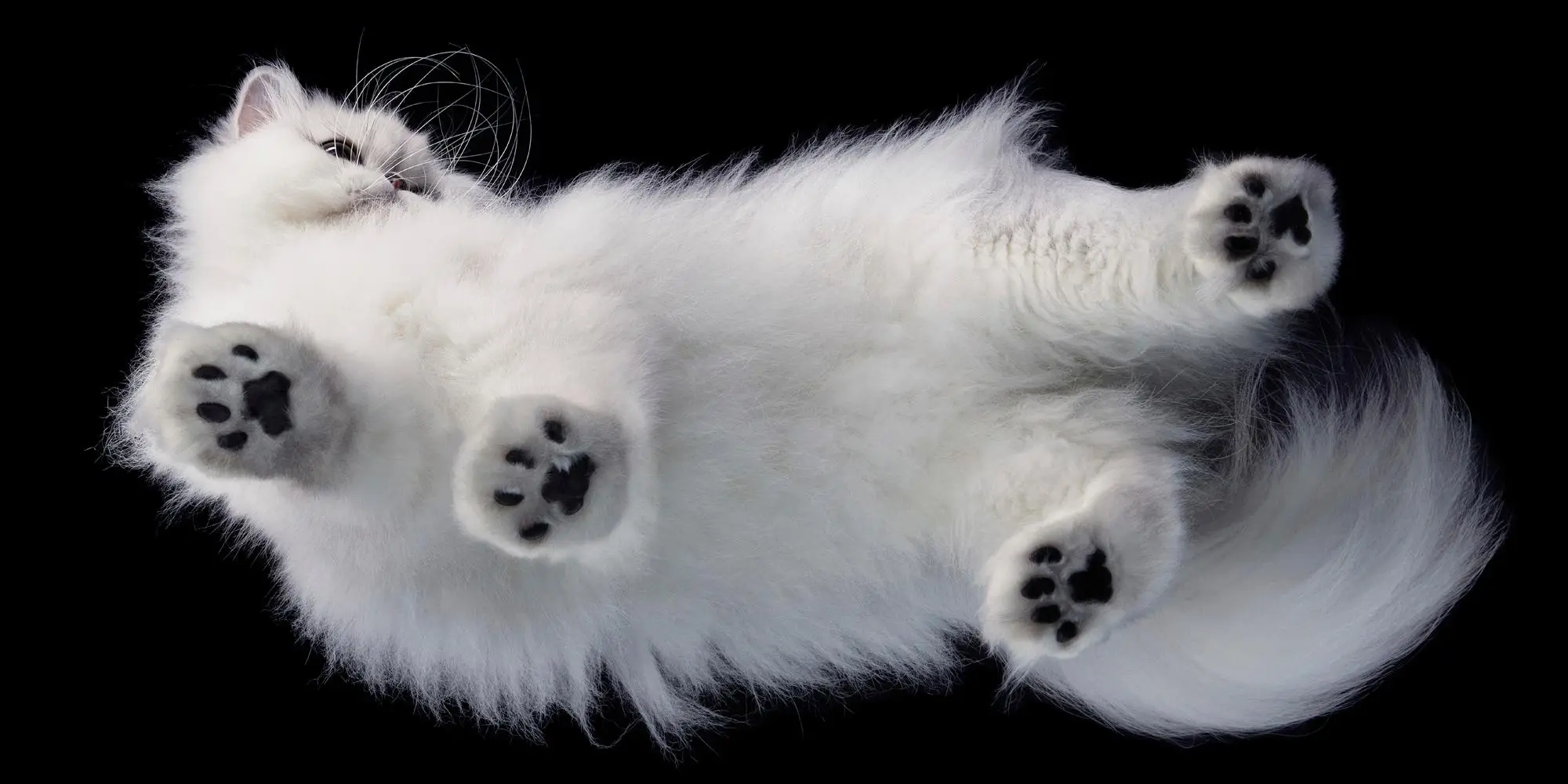 Bild: 9783957288417 | Katzen | Tim Flach | Buch | 336 S. | Deutsch | 2025