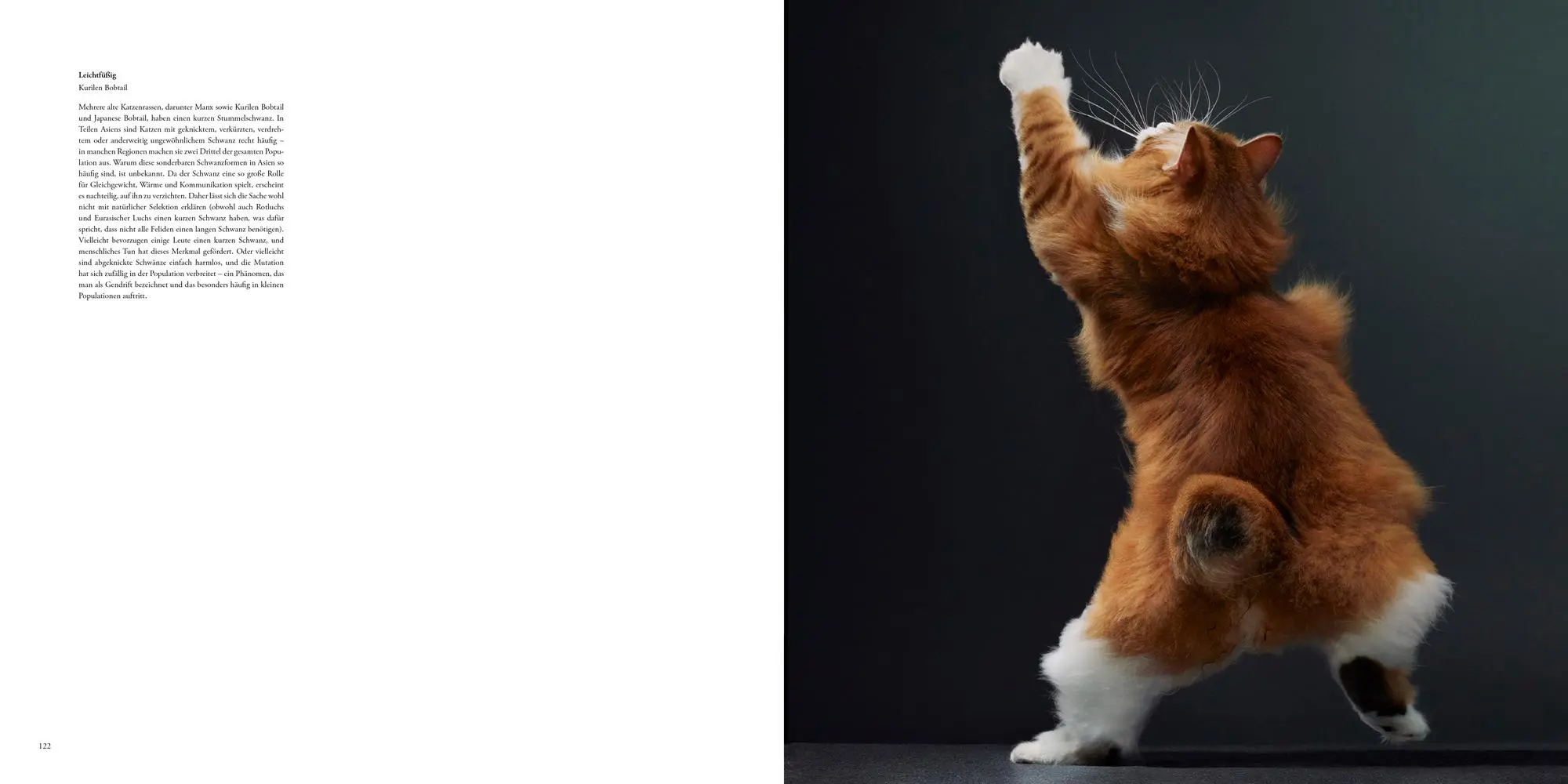 Bild: 9783957288417 | Katzen | Tim Flach | Buch | 336 S. | Deutsch | 2025