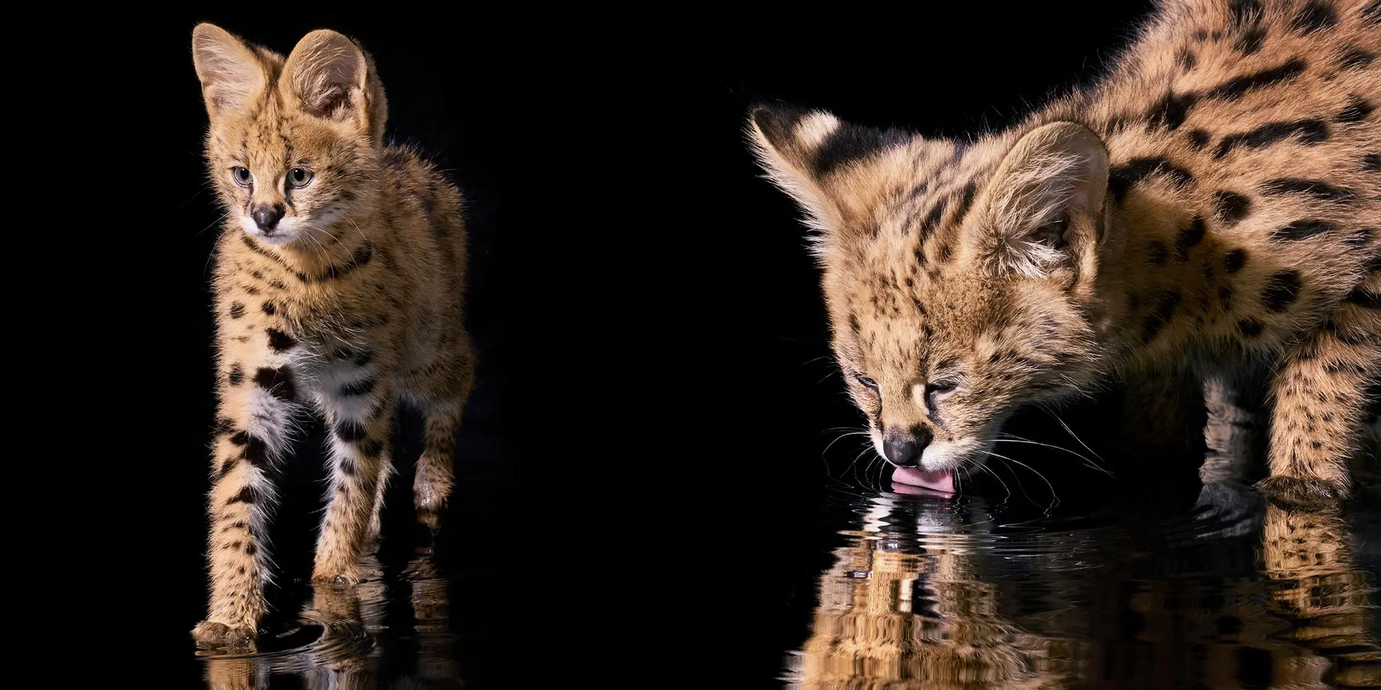 Bild: 9783957288417 | Katzen | Tim Flach | Buch | 336 S. | Deutsch | 2025