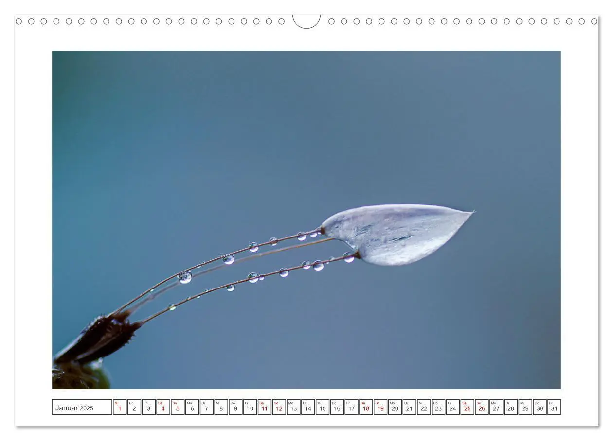 Bild: 9783435058617 | Zauberhafte Pusteblumen (Wandkalender 2025 DIN A3 quer), CALVENDO...