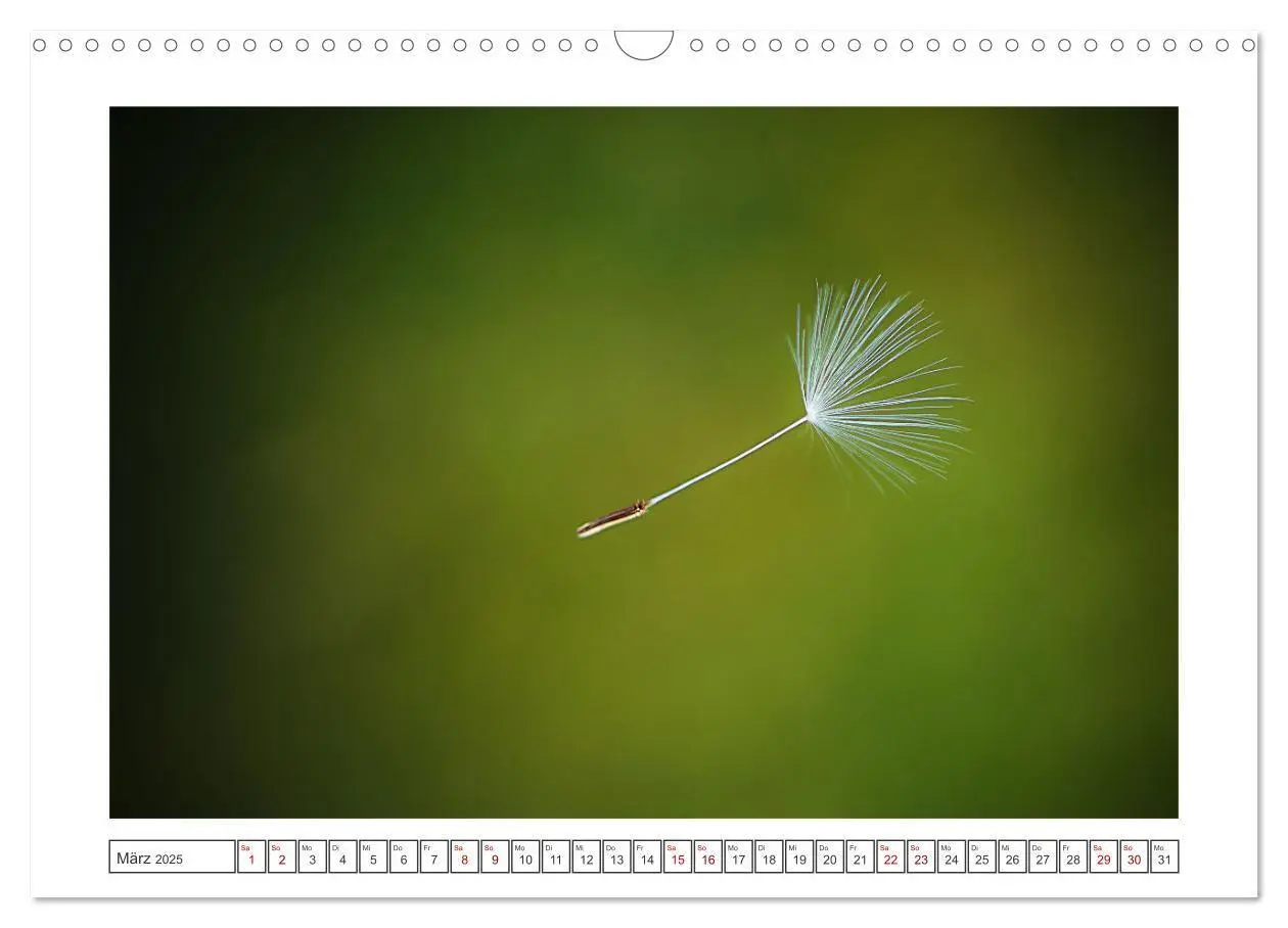 Bild: 9783435058617 | Zauberhafte Pusteblumen (Wandkalender 2025 DIN A3 quer), CALVENDO...