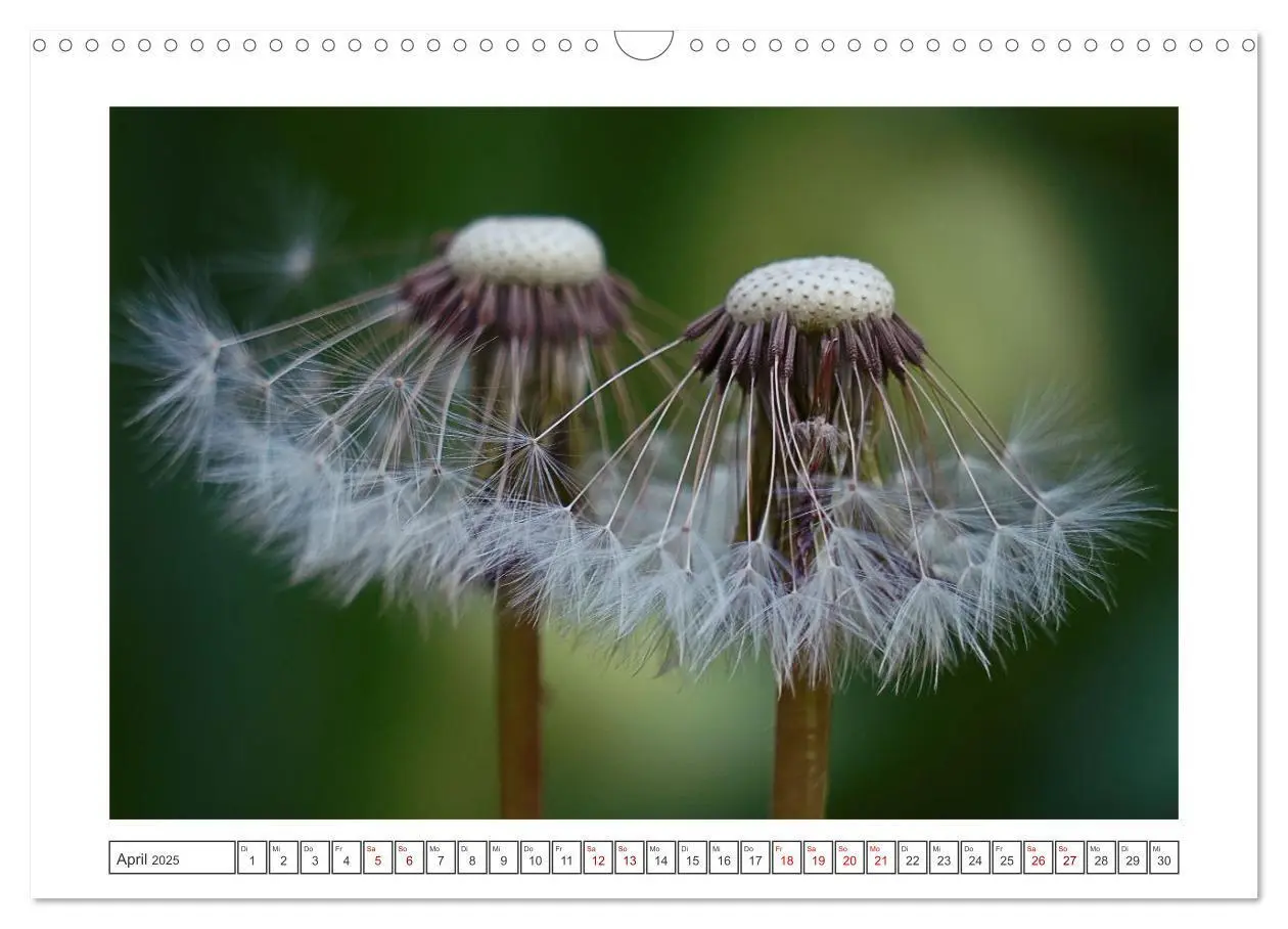 Bild: 9783435058617 | Zauberhafte Pusteblumen (Wandkalender 2025 DIN A3 quer), CALVENDO...