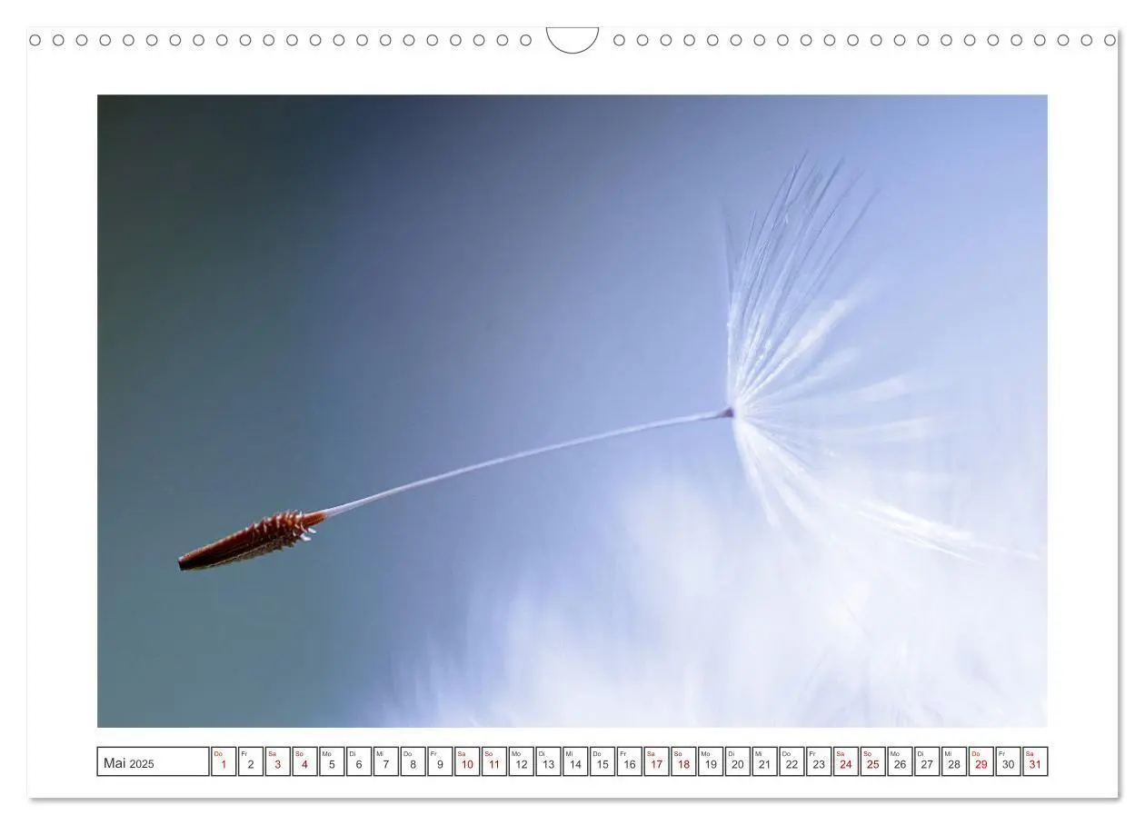 Bild: 9783435058617 | Zauberhafte Pusteblumen (Wandkalender 2025 DIN A3 quer), CALVENDO...