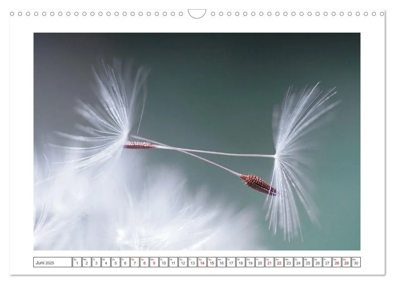 Bild: 9783435058617 | Zauberhafte Pusteblumen (Wandkalender 2025 DIN A3 quer), CALVENDO...