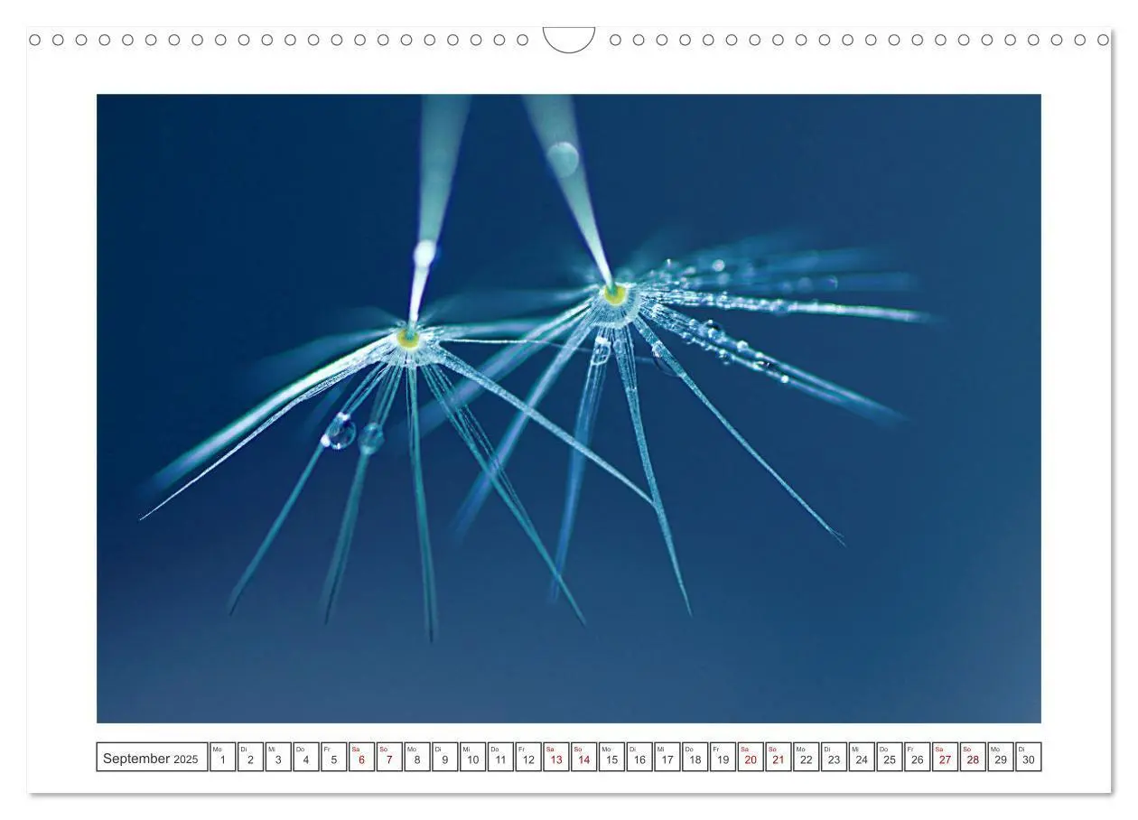 Bild: 9783435058617 | Zauberhafte Pusteblumen (Wandkalender 2025 DIN A3 quer), CALVENDO...