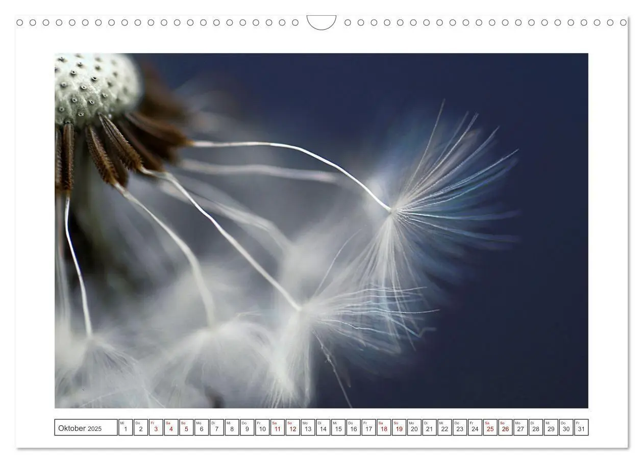 Bild: 9783435058617 | Zauberhafte Pusteblumen (Wandkalender 2025 DIN A3 quer), CALVENDO...