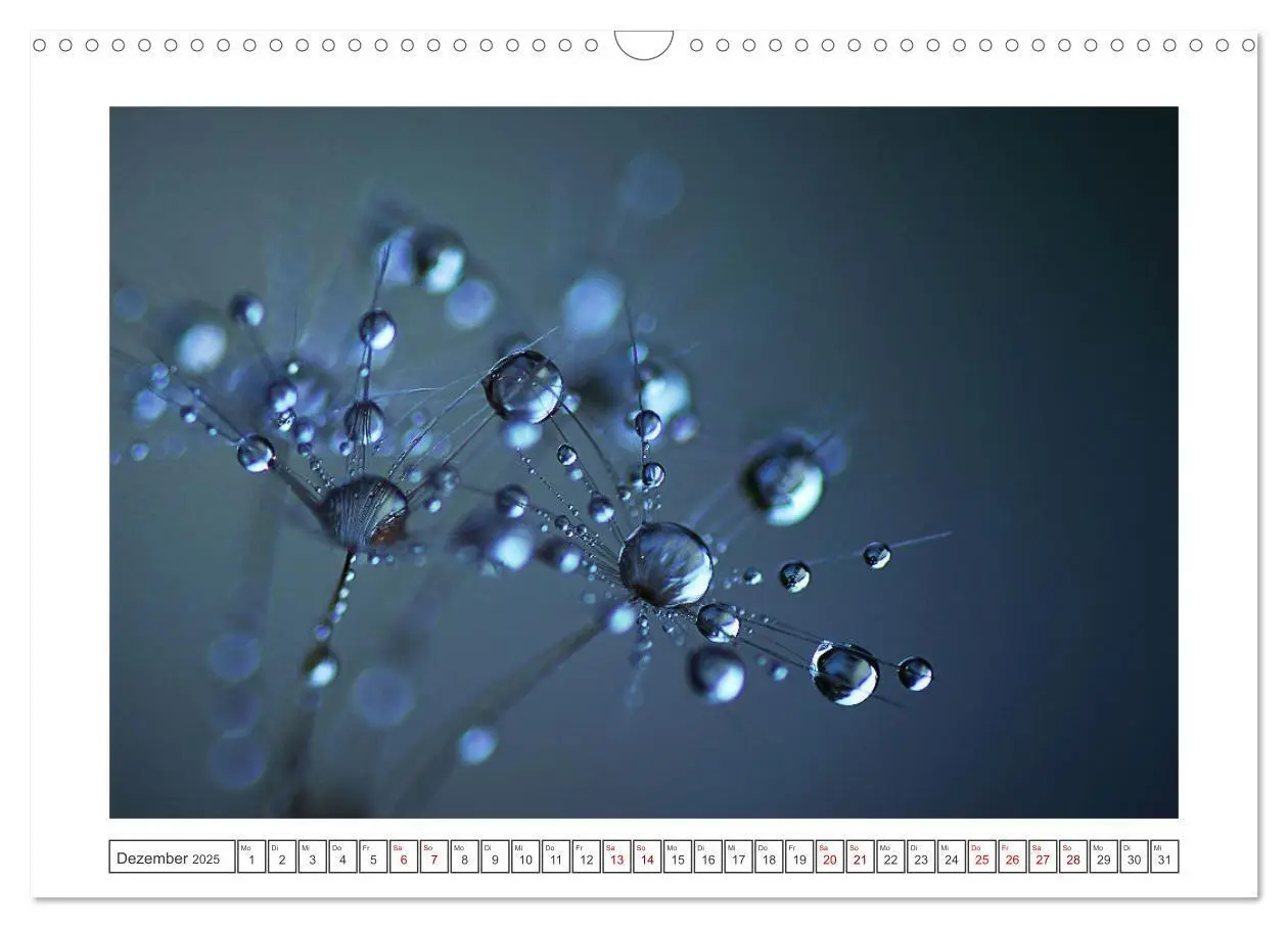Bild: 9783435058617 | Zauberhafte Pusteblumen (Wandkalender 2025 DIN A3 quer), CALVENDO...