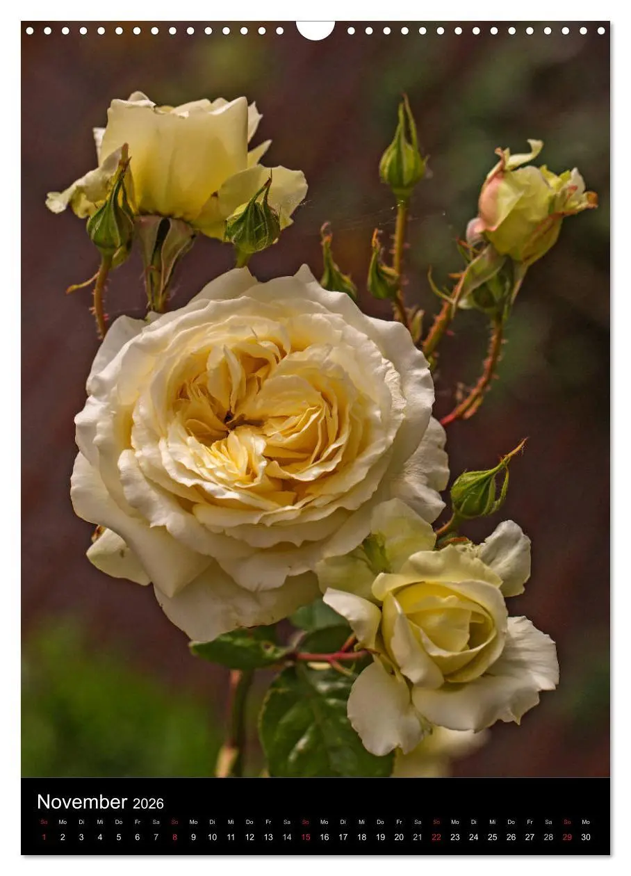 Bild: 9783516468717 | Zauberhafte Rosen (Wandkalender 2026 DIN A3 hoch), CALVENDO...