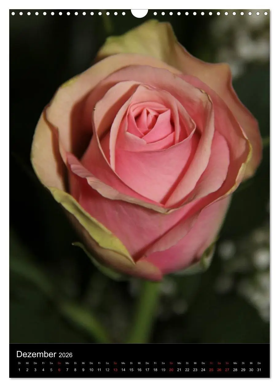 Bild: 9783516468717 | Zauberhafte Rosen (Wandkalender 2026 DIN A3 hoch), CALVENDO...