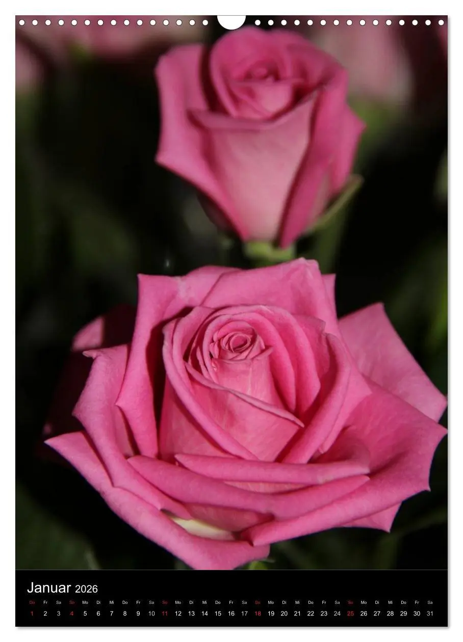 Bild: 9783516468717 | Zauberhafte Rosen (Wandkalender 2026 DIN A3 hoch), CALVENDO...