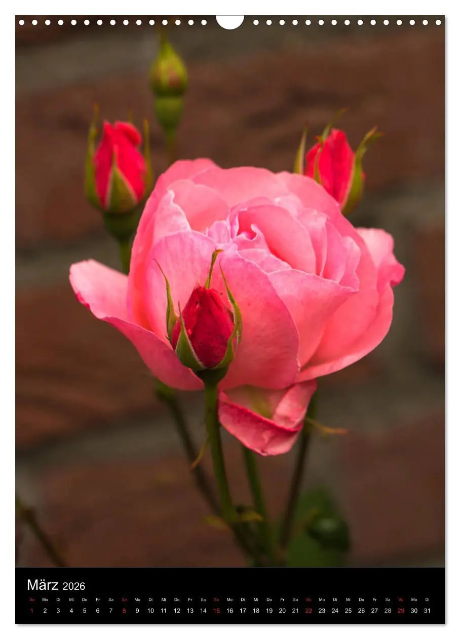 Bild: 9783516468717 | Zauberhafte Rosen (Wandkalender 2026 DIN A3 hoch), CALVENDO...