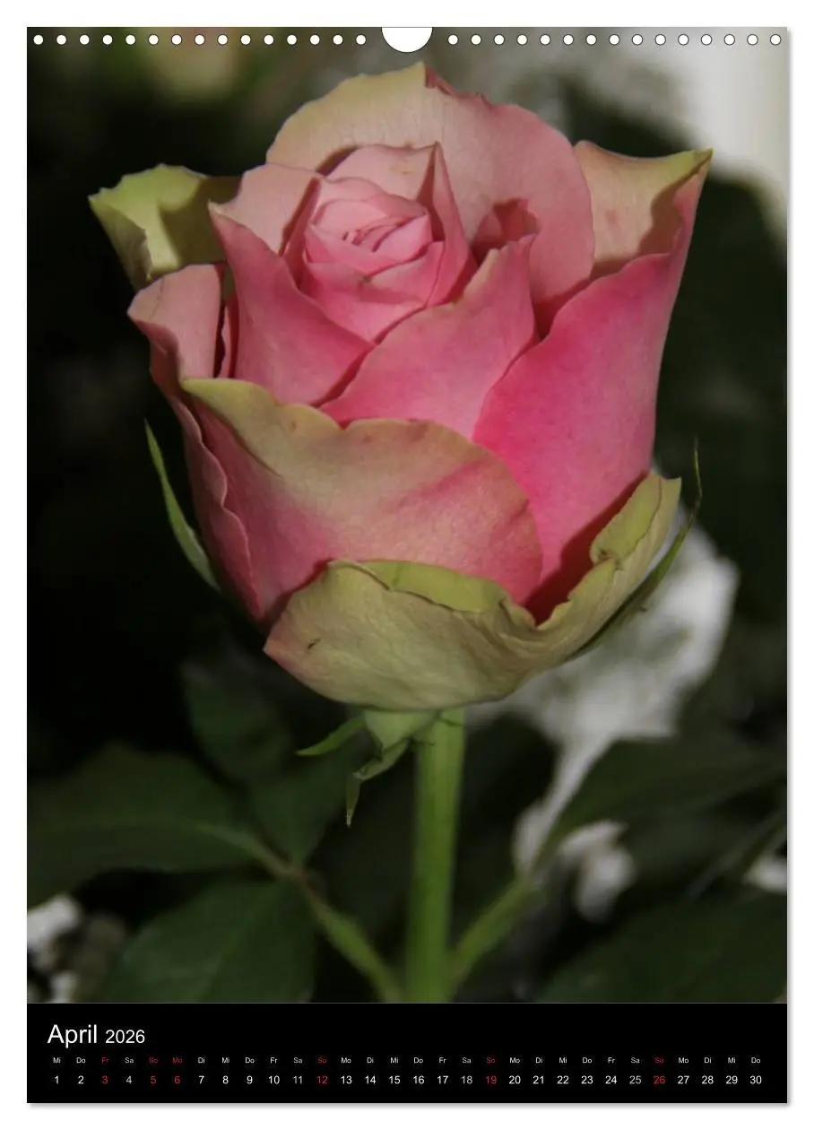 Bild: 9783516468717 | Zauberhafte Rosen (Wandkalender 2026 DIN A3 hoch), CALVENDO...