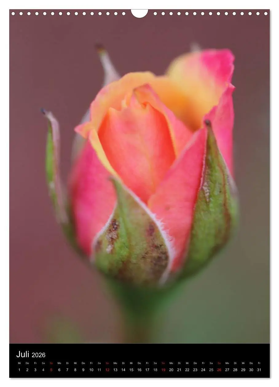 Bild: 9783516468717 | Zauberhafte Rosen (Wandkalender 2026 DIN A3 hoch), CALVENDO...