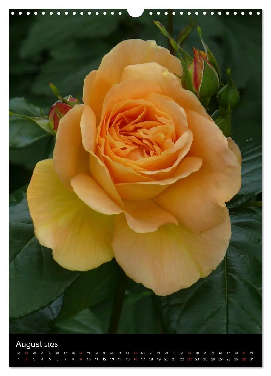 Bild: 9783516468717 | Zauberhafte Rosen (Wandkalender 2026 DIN A3 hoch), CALVENDO...