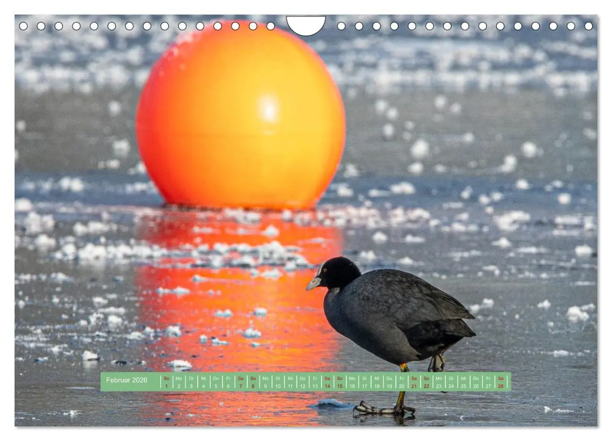 Bild: 9783457298817 | Wolfsburg - einfach tierisch (Wandkalender 2026 DIN A4 quer),...
