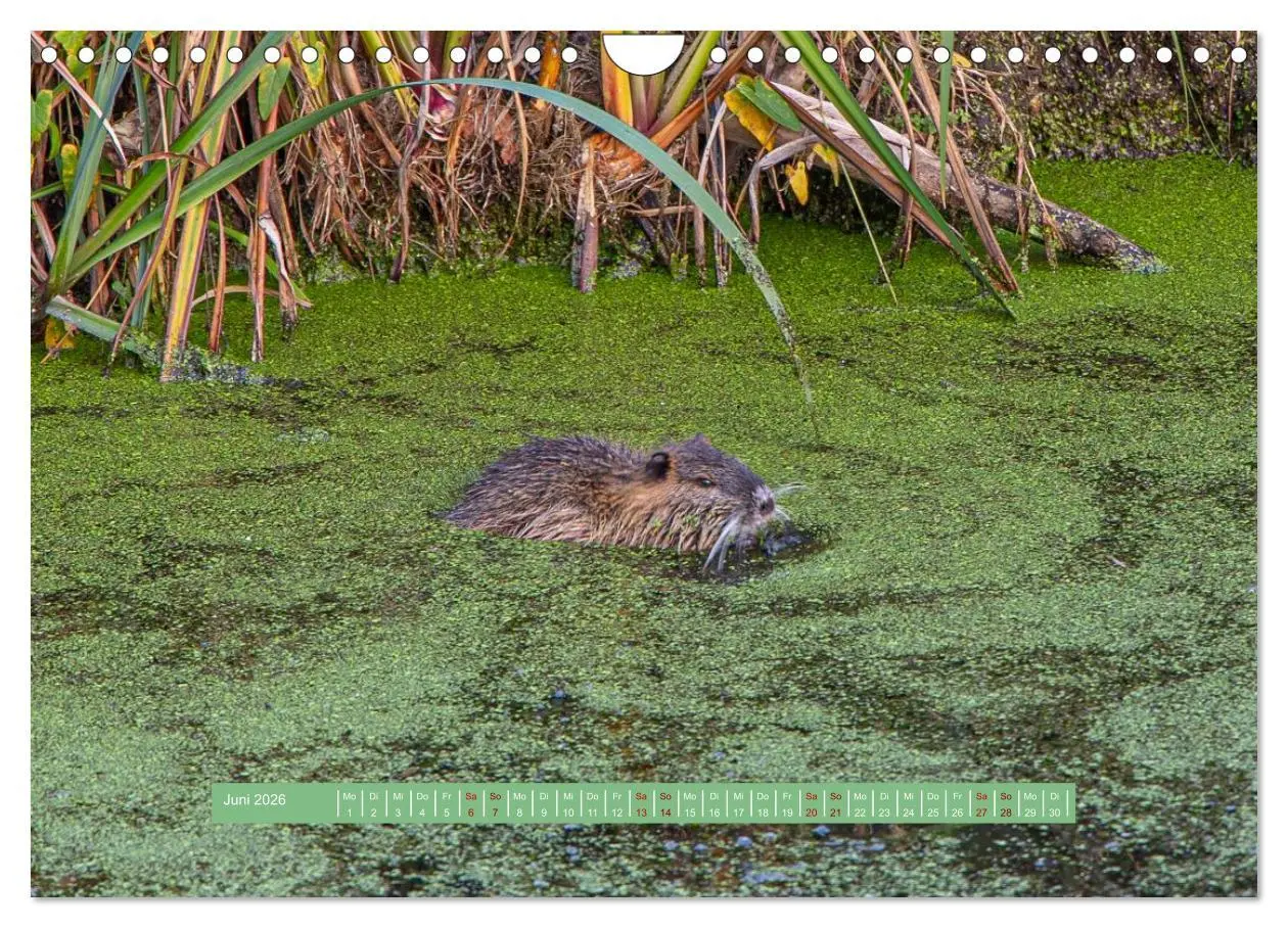 Bild: 9783457298817 | Wolfsburg - einfach tierisch (Wandkalender 2026 DIN A4 quer),...
