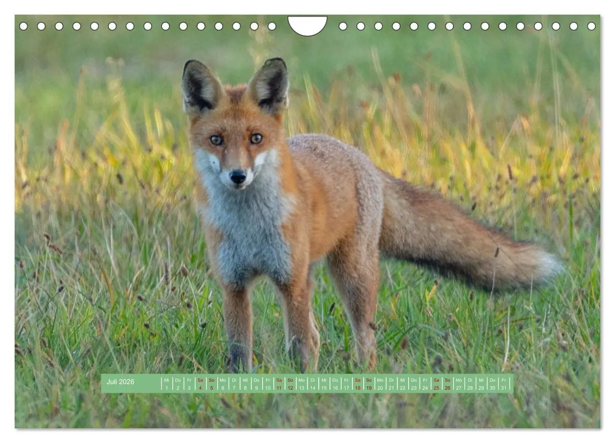 Bild: 9783457298817 | Wolfsburg - einfach tierisch (Wandkalender 2026 DIN A4 quer),...