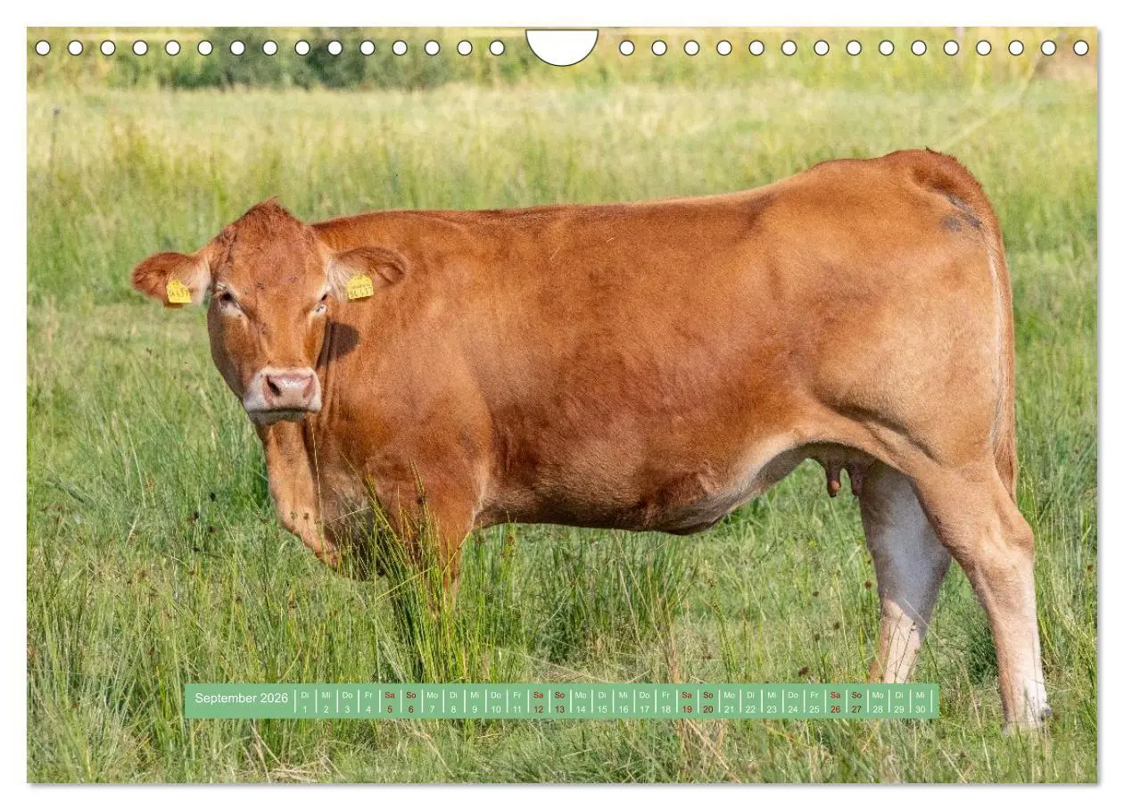 Bild: 9783457298817 | Wolfsburg - einfach tierisch (Wandkalender 2026 DIN A4 quer),...