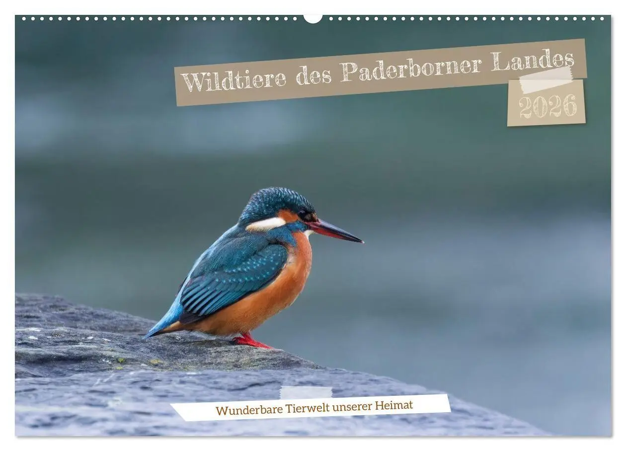 Cover: 9783516698817 | Wildtiere des Paderborner Landes (Wandkalender 2026 DIN A2 quer),...