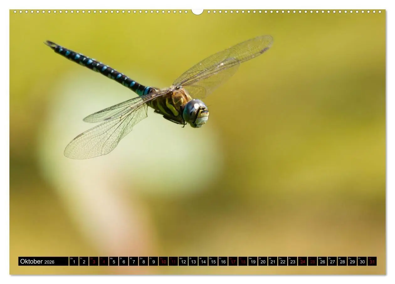 Bild: 9783516698817 | Wildtiere des Paderborner Landes (Wandkalender 2026 DIN A2 quer),...