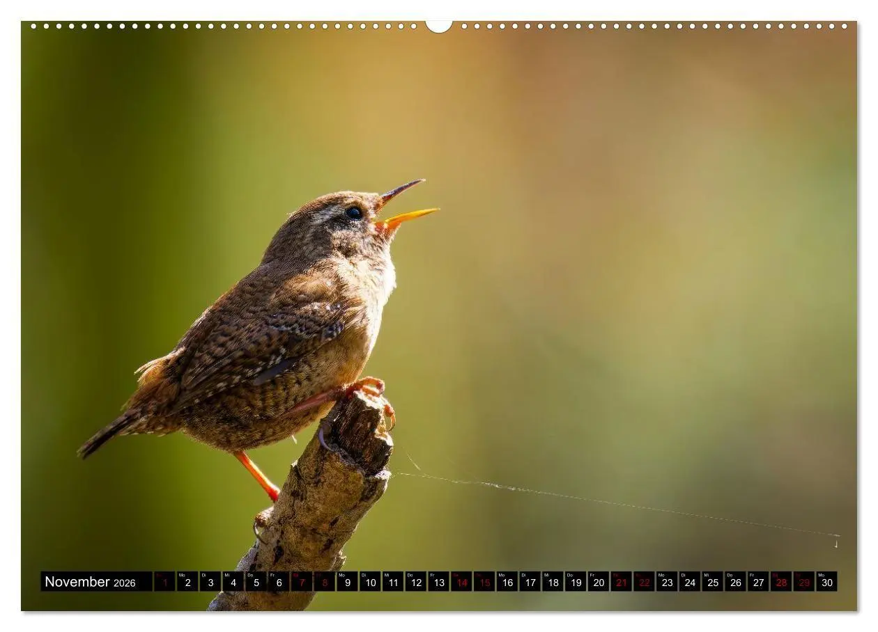 Bild: 9783516698817 | Wildtiere des Paderborner Landes (Wandkalender 2026 DIN A2 quer),...