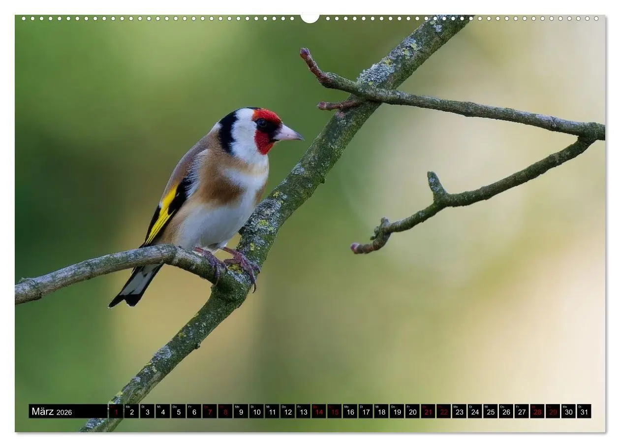 Bild: 9783516698817 | Wildtiere des Paderborner Landes (Wandkalender 2026 DIN A2 quer),...