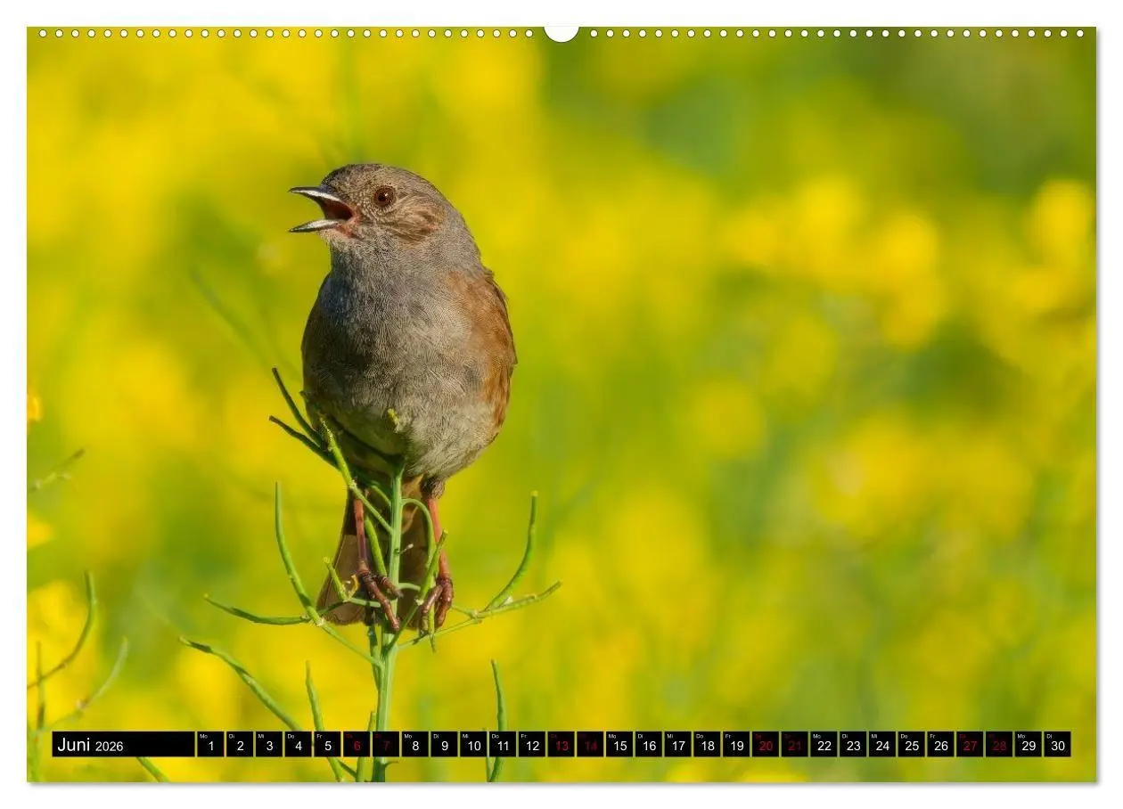 Bild: 9783516698817 | Wildtiere des Paderborner Landes (Wandkalender 2026 DIN A2 quer),...