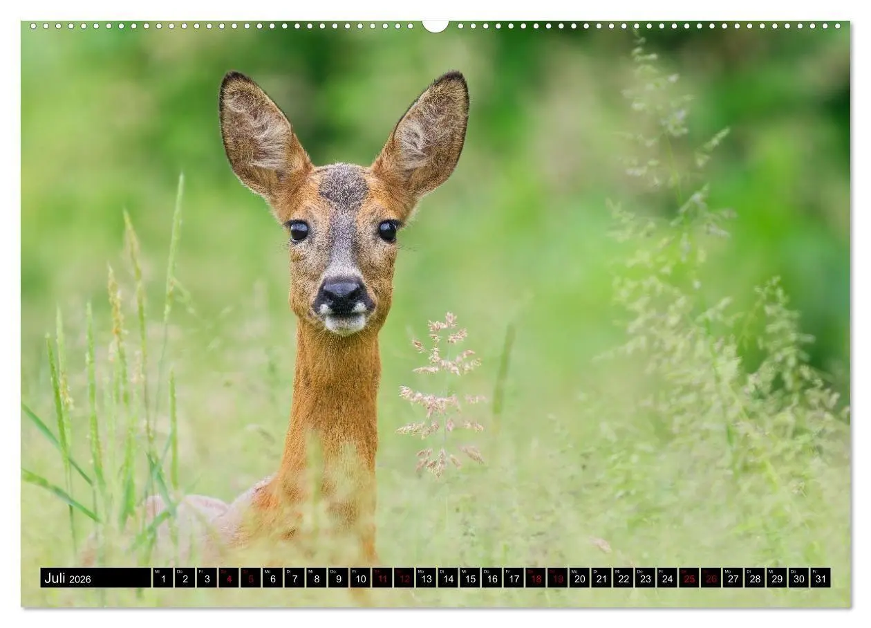 Bild: 9783516698817 | Wildtiere des Paderborner Landes (Wandkalender 2026 DIN A2 quer),...