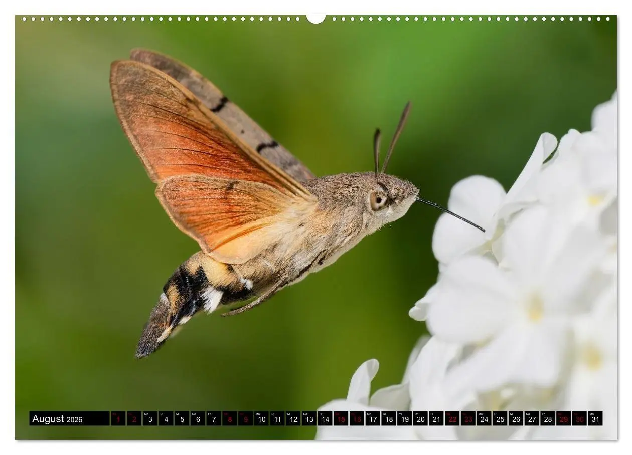 Bild: 9783516698817 | Wildtiere des Paderborner Landes (Wandkalender 2026 DIN A2 quer),...