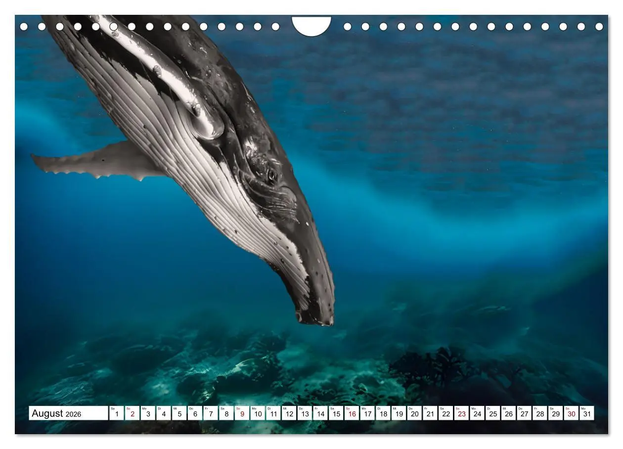 Bild: 9783457249017 | Wale und Delfine - Intelligente Meeressäuger (Wandkalender 2026 DIN...