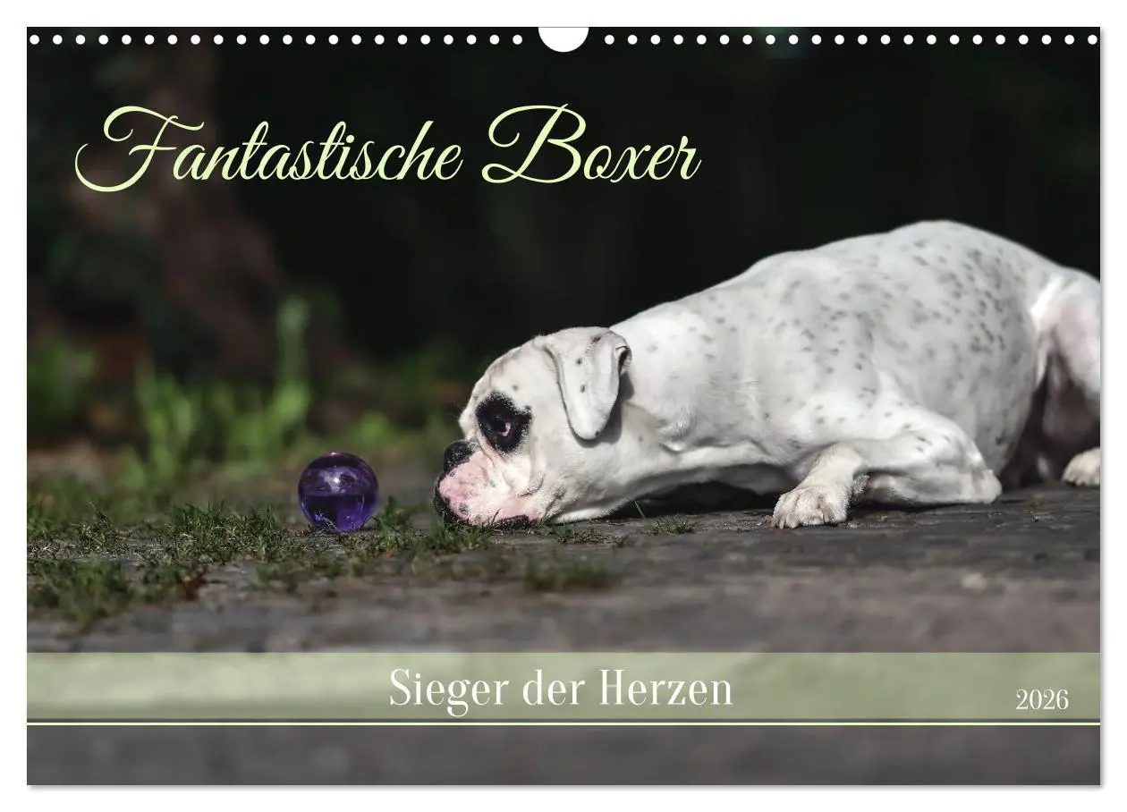 Cover: 9783457489017 | Fantastische Boxer - Sieger der Herzen (Wandkalender 2026 DIN A3...